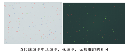 細(xì)胞計數(shù)儀細(xì)胞劃分圖片